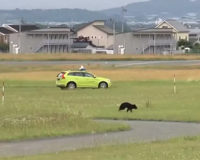 دب يوقف حركة الطائرات في مطار ياماجاتا الياباني (فيديو) 