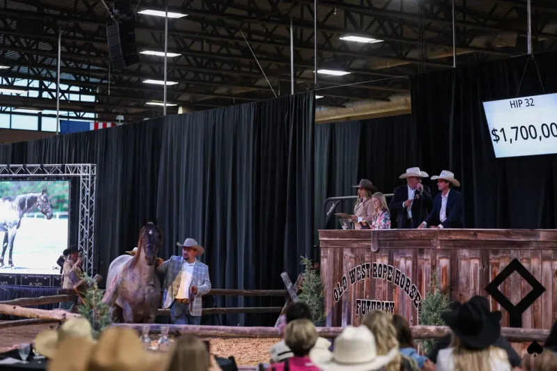 صفقة الـ 1.7 مليون دولار.. لحظة بيع لا تُنسى في عالم الخيول الغربية