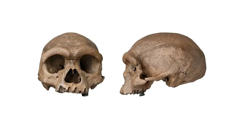 جمجمة "رجل التنين" تُعيد رسم شجرة الإنسان