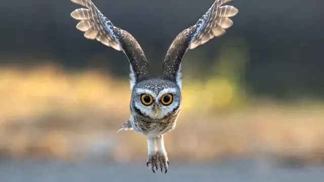 علماء يطورون مادة مستوحاة من البوم قد تغيّر مستقبل الضوضاء الصناعية