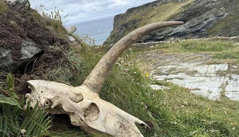 هل تعود جمجمة "سادي-جيمس" لمخلوق أسطوري؟.. اكتشاف جديد يثير الجدل