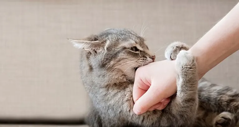 خدوش القطط قد تصيبك بمضاعفات عصبية.. طبيب يحذّر من مخاطر غير متوقعة