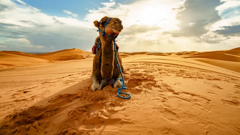 جينوم إبل المزاين.. مشروع علمي يعيد تشكيل اقتصاد الإبل في السعودية