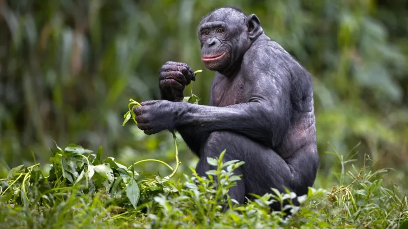 دراسة جديدة تفكك أسطورة الذكر ألفا.. من يملك القوة فعليًا؟
