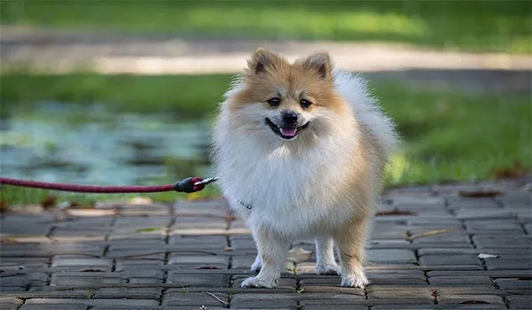 جرو بوميرانيان صغير يحقق الشهرة بعد طرد دب من المنزل (فيديو)