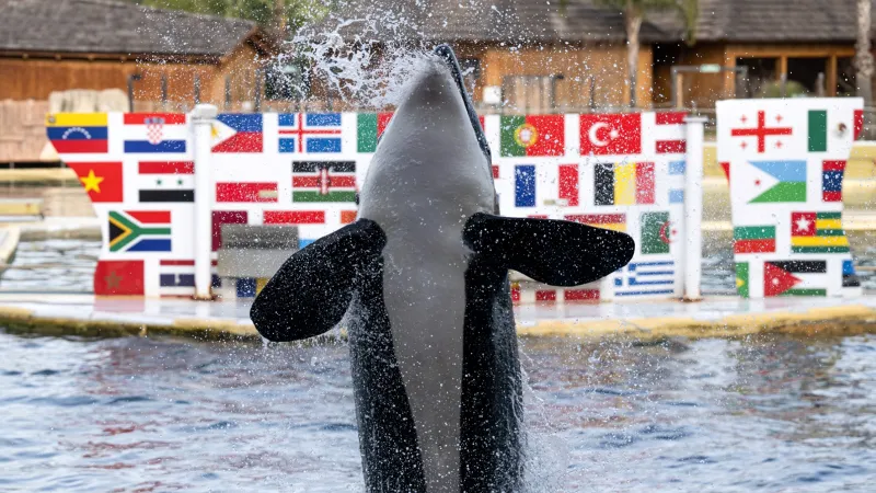 حقيقة فيديو هجوم الأوركا على جيسيكا رادكليف.. خدعة أم واقعة مرعبة؟ (فيديو)