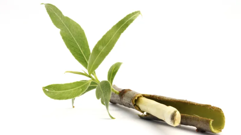 دراسة أمريكية تكشف فوائد لحاء الصفصاف لعلاج التهاب المفاصل وصحة القلب