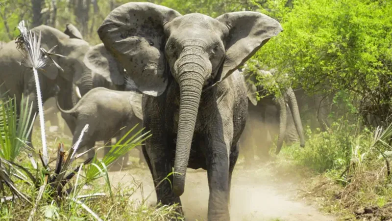 فيل يهاجم سائحًا بعد محاولة التقاط صورة كادت تودي بحياته (فيديو)