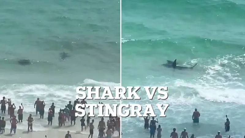 صراع بين سمكة قرش وراي قرب شاطئ فلوريدا يثير ذعر المصطافين (فيديو) 