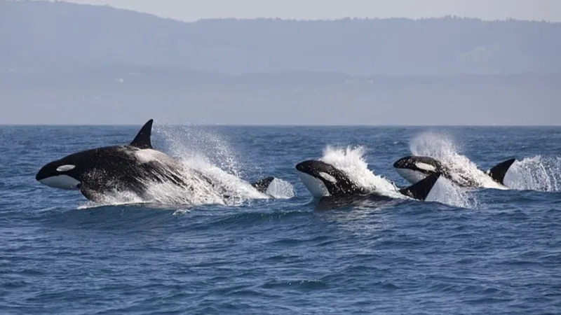 تكتيك الأوركا القاسي.. حيتان قاتلة تفترس حوتًا أحدب صغيرًا في مشهد وثائقي نادر (فيديو)