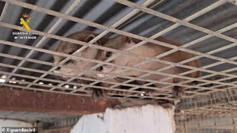 اكتشاف حديقة حيوانات سرية تضم 56 نوعًا نادراً في إسبانيا (فيديو)