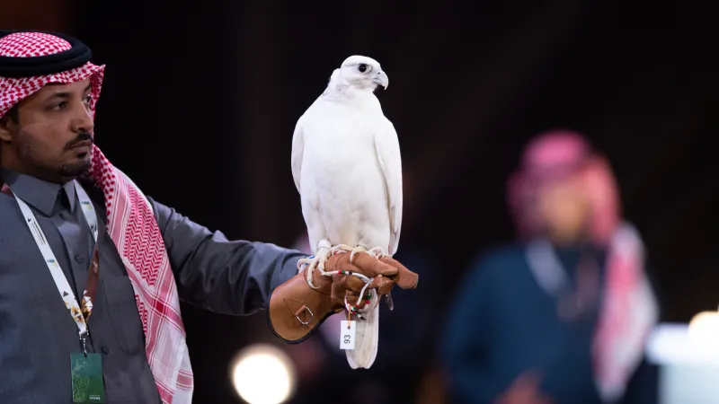 كيف أصبحت السعودية عاصمة عالمية لسياحة الصقور؟ 