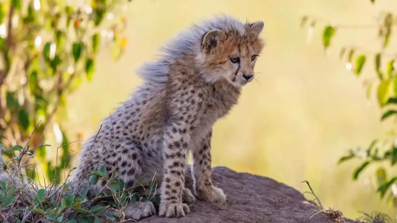 شبل فهد وكلب يتحوّلان إلى صديقين مقربين في حديقة أسترالية (فيديو)