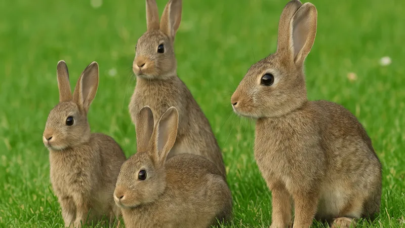 "أرانب الزومبي" تثير الجدل في الولايات المتحدة.. ما قصتها؟ (فيديو)