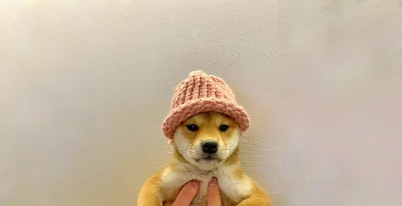 قبعة "Dogwifhat" تبحث عن مالك جديد في مزاد نادر