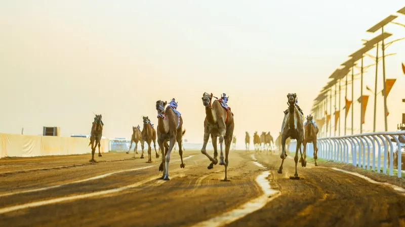 انطلاق النسخة السابعة من مهرجان ولي العهد للهجن في الطائف.. تعرف على الموعد