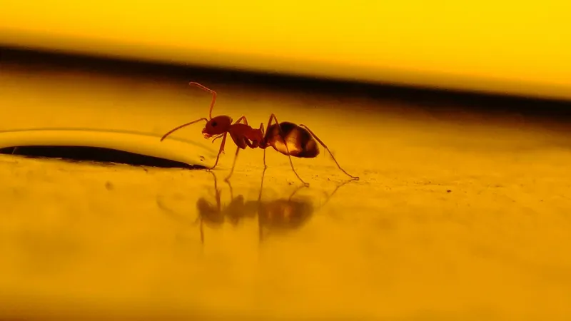 أحفورة نملة عمرها 16 مليون عام تكشف سرًا قديمًا عن البقاء