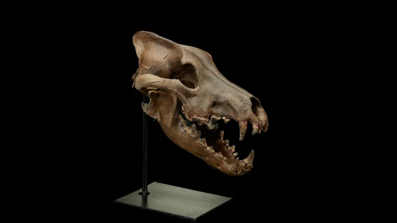 مزاد Nature & Science.. كنز الأحافير النادرة والنيازك الفريدة يفتح أبوابه قريبًا