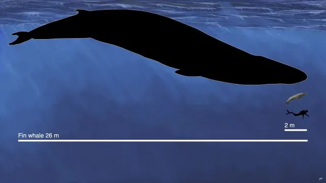 ليس كأحجام الحيتان المعاصرة.. اكتشاف حوت ما قبل التاريخ في أستراليا بحجم إنسان