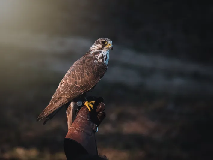 مسافر خليجي يثير الجدل باصطحاب صقور على متن طائرة (فيديو)