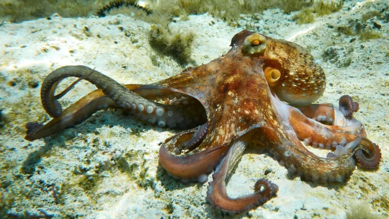 لحظات رعب داخل حوض أسماك.. أخطبوط يرفض الإفلات من ذراع طفل (فيديو)