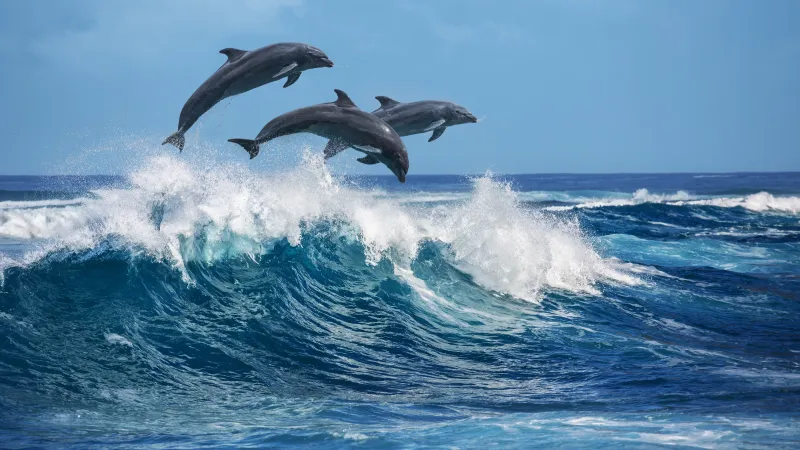  القنفذة.. إنقاذ دلفين عالق وإعادته إلى البحر (فيديو)