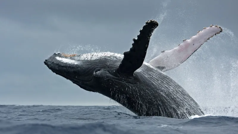 اصطدام مرعب.. حوت يُفاجئ امرأة على قارب صغير (فيديو)