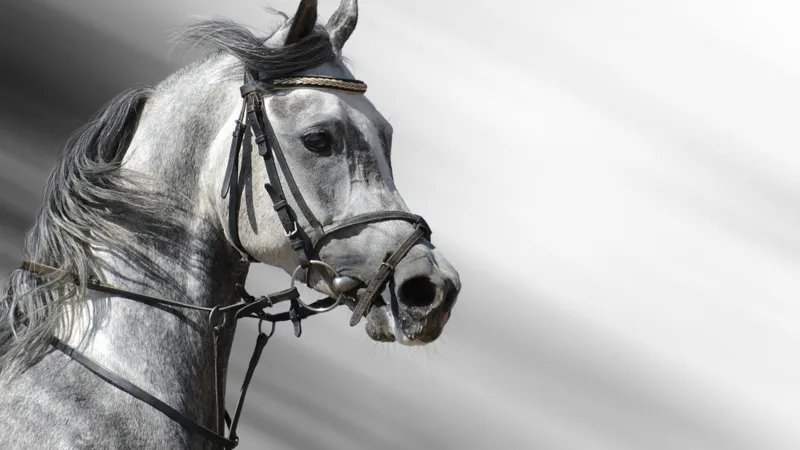 دراسة علمية توضّح كيف تحولت الخيول البرية إلى أليفة