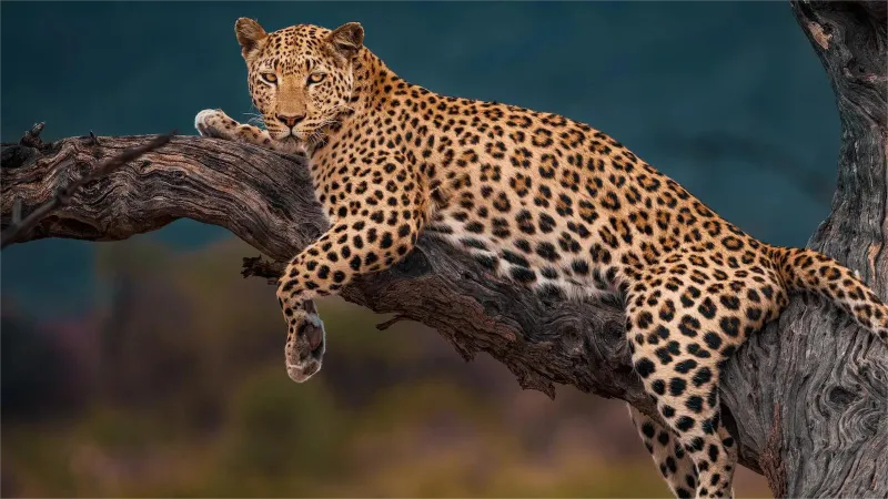 وجهات تُشعل روح المغامرة: تعرّف إلى عالم الحيوان عن قرب