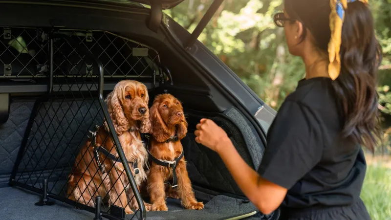 إكسسوارات الحيوانات من بنتلي تجمع بين الفخامة والحماية العملية