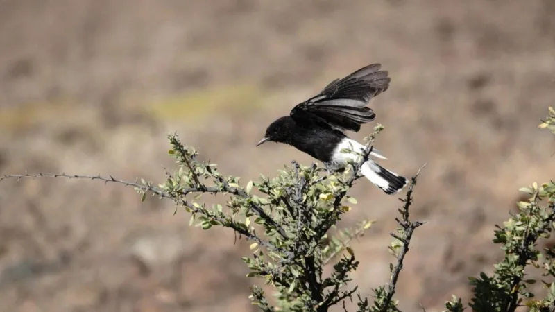 إنجاز علمي جديد: توثيق 45% من طيور المملكة في محمية الأمير محمد بن سلمان