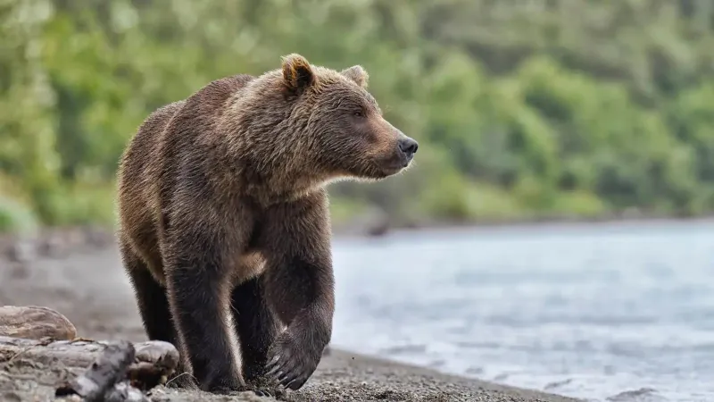 حادثة طريفة.. دب يعالج في تركيا بعد وجبة مثلجة (فيديو)