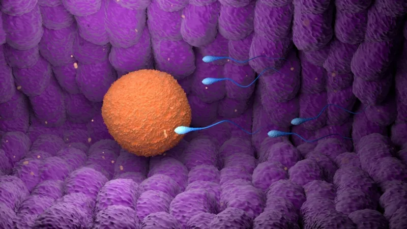 دراسة تكشف بروتينين حاسمين في خصوبة الرجال