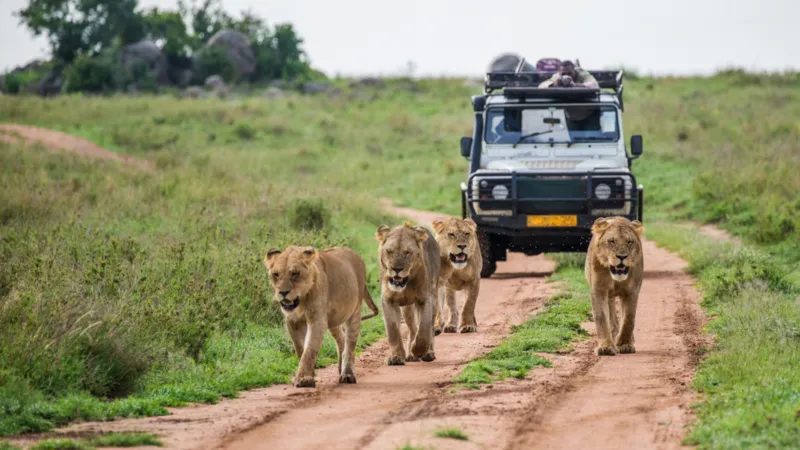 شاهد.. لحظة انقضاض أسود على موظف بحديقة حيوانات في تايلاند (فيديو)