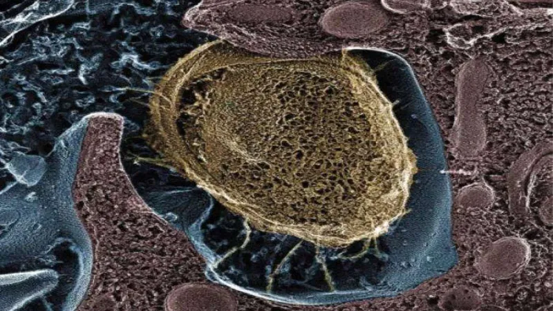 من نقص شرب الماء إلى ضعف النظافة.. أبرز أسباب التهابات المسالك البولية وطرق الوقاية