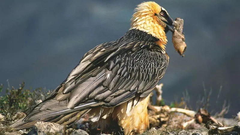 اكتشاف صندل يعود إلى 700 عام في أعشاش النسور الملتحية في إسبانيا