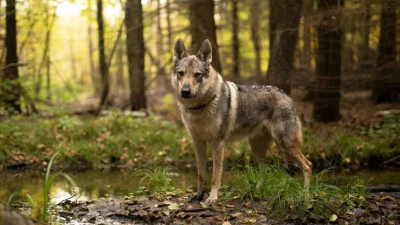  اليونان تسجل أول حالة هجينة بين الذئب والكلب جينيًا
