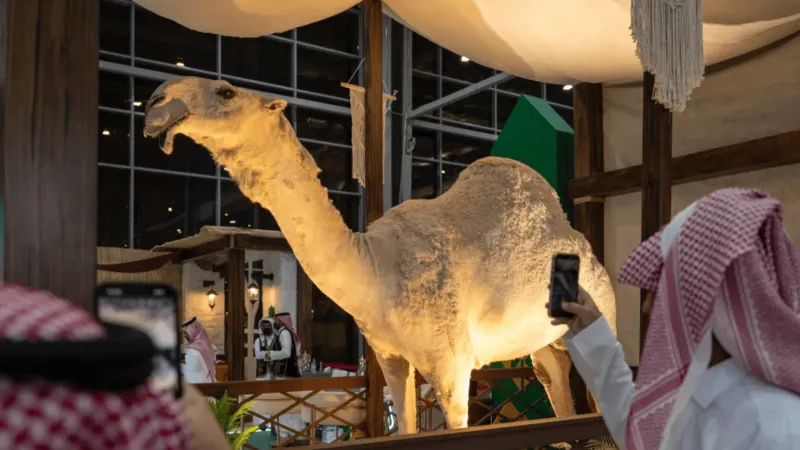 جناح الإبل السعودي يستعرض "خزّامة" النادرة ويكشف أسرار سلالات المملكة