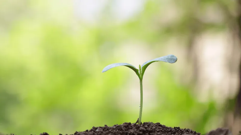 سر الطبيعة المذهل.. كيف توجه النباتات الطاقة في البناء الضوئي؟