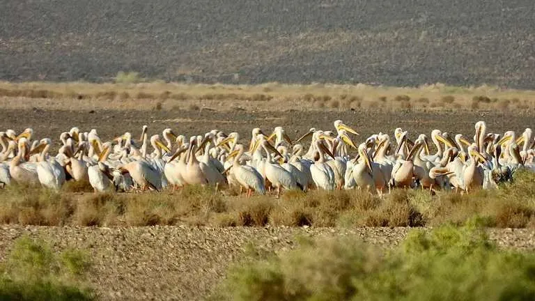 خلال خريف 2025.. محمية الملك سلمان ترصد مئات الطيور المهاجرة وهذه أبرزها (صور)