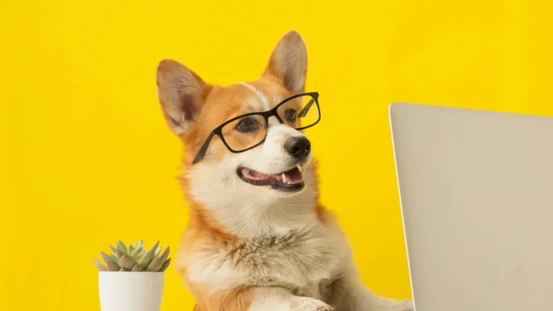 من نكتة إلى أداة ذكية.. ما هي Updog التي أطلقتها Datadog؟