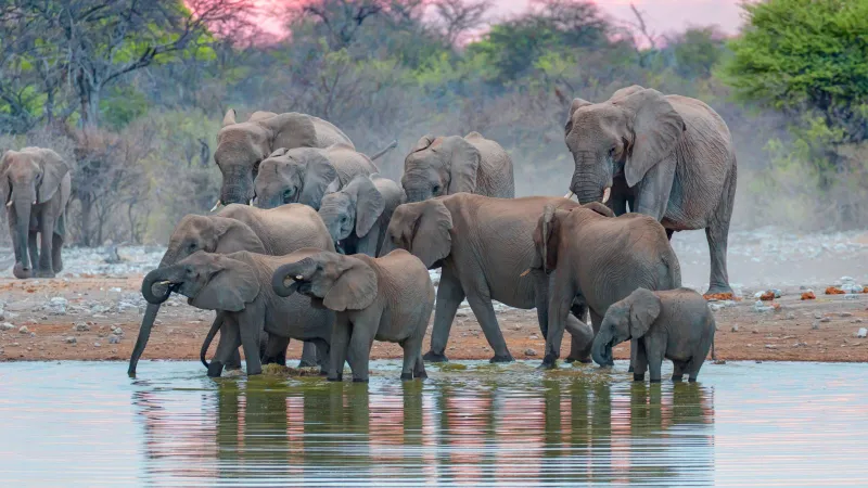 صور وفيديوهات كوميدية تدهش العالم في مسابقة أفضل صورة للحياة البرية 2025 (فيديو)