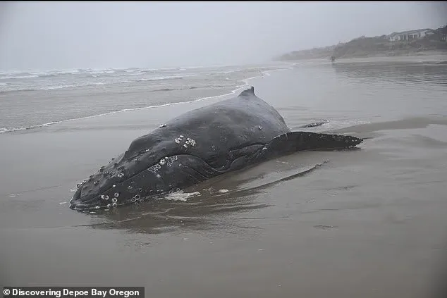 مأساة على ساحل أوريغون.. إعدام حوت أحدب صغير يثير الجدل (فيديو)