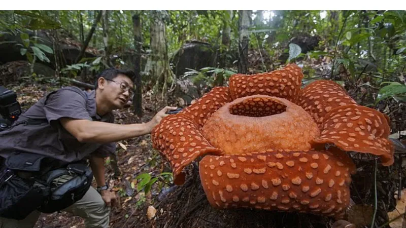 لحظة مؤثرة: عالم أحياء يبكي فرحًا بعد اكتشاف أحد أندر الزهور في العالم بإندونيسيا (فيديو)