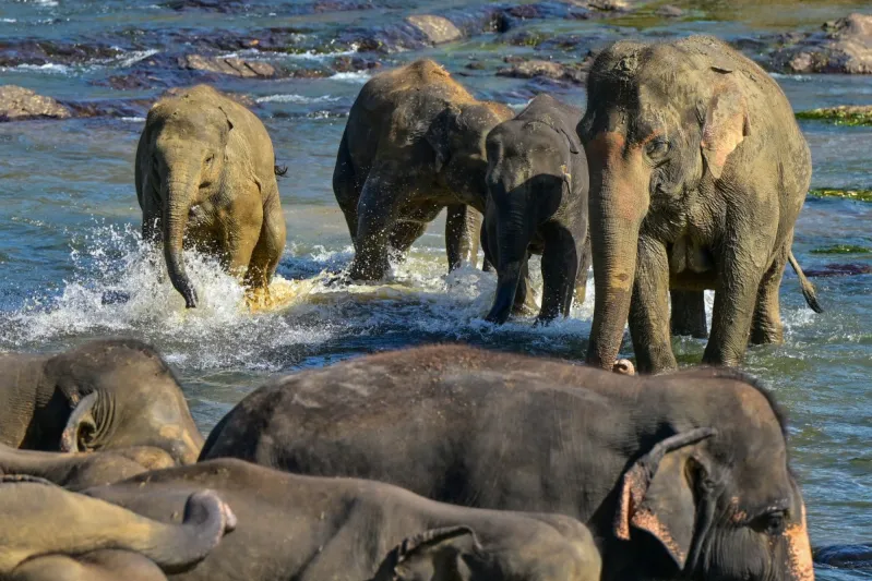 مقتل عامل في ماليزيا.. هل كانت الأفيال تدافع عن موائلها؟ (فيديو)