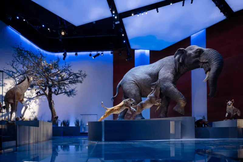 متحف التاريخ الطبيعي أبوظبي.. رحلة عبر 13.8 مليار عام من تاريخ الكون