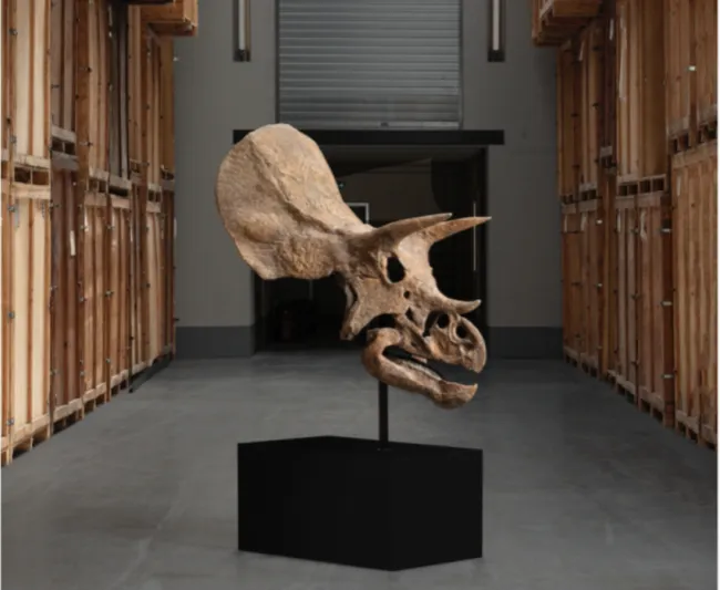 قطعة فريدة في المزاد: جمجمة ديناصور محفوظة بنسبة 70% تصل باريس