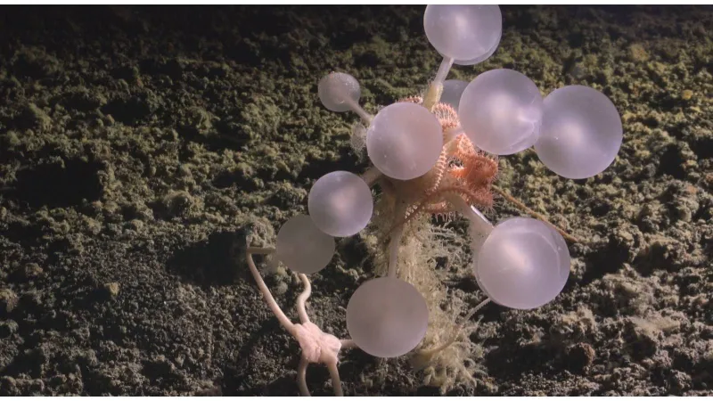 العلماء يرصدون "كرة الموت آكلة اللحوم" في أعماق المحيط الجنوبي (فيديو)