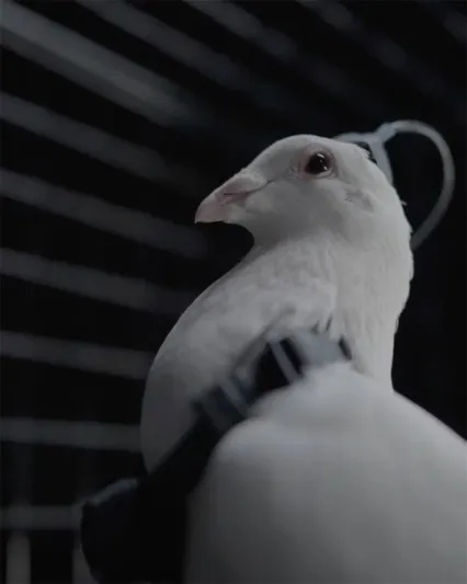 "الحمام الآلي" تفوق على الطائرات المسيّرة.. ابتكار روسي يغير مستقبل الطيران (فيديو)