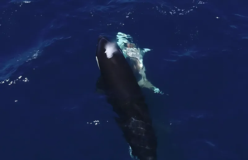 لحظة نادرة لحيتان قاتلة تهاجم قرشًا أبيض في المياه المكسيكية (فيديو)